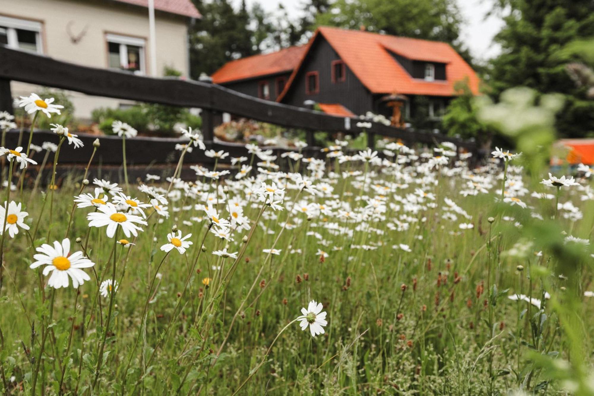 Terrassenhaus Im Harz, Pool, Sauna, Wlan 브라운라제 외부 사진